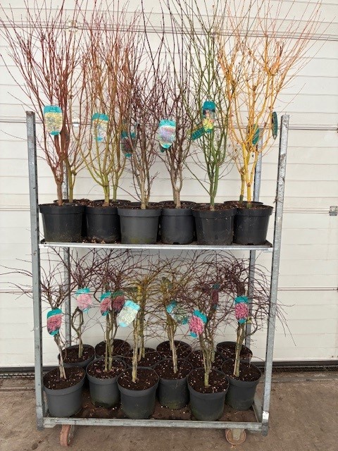 Acer mix P26 5/8 species, D 26