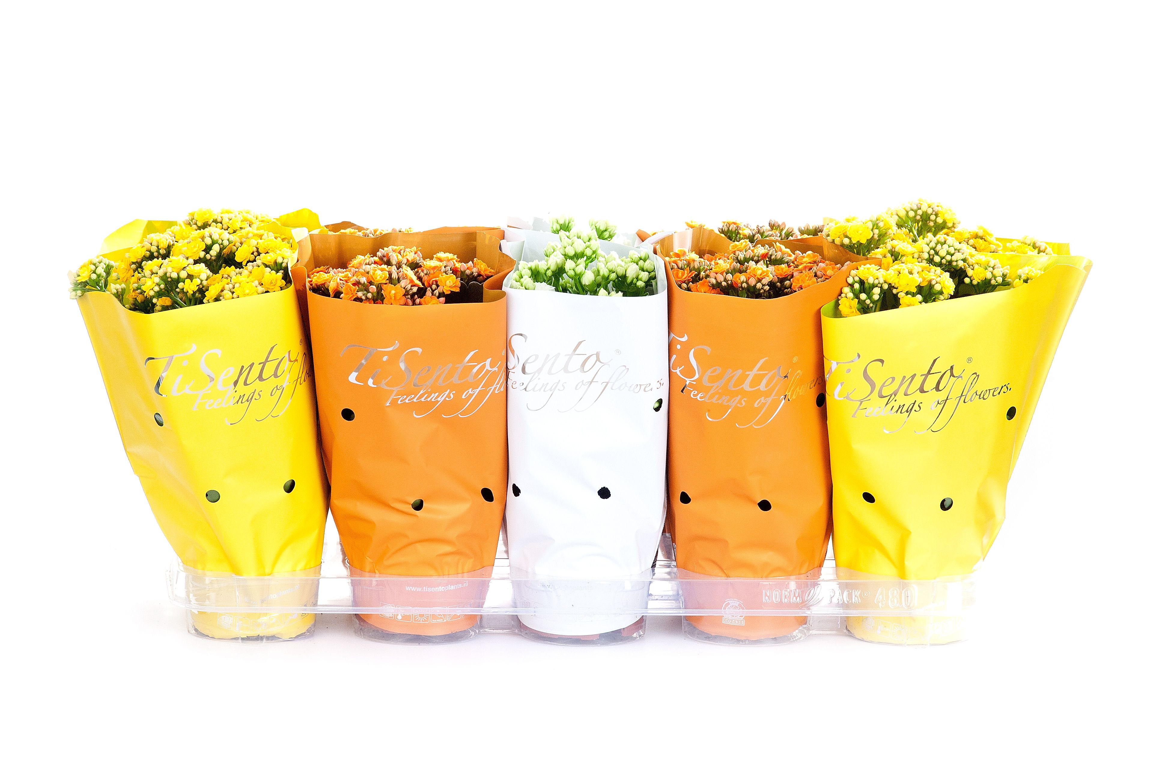 Calandiva 12 cm Paasmix 2, D 12