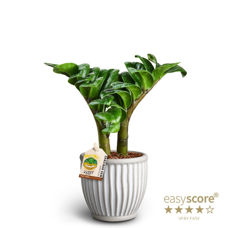 Athena, Zamioculcas'Zenzi', D 10