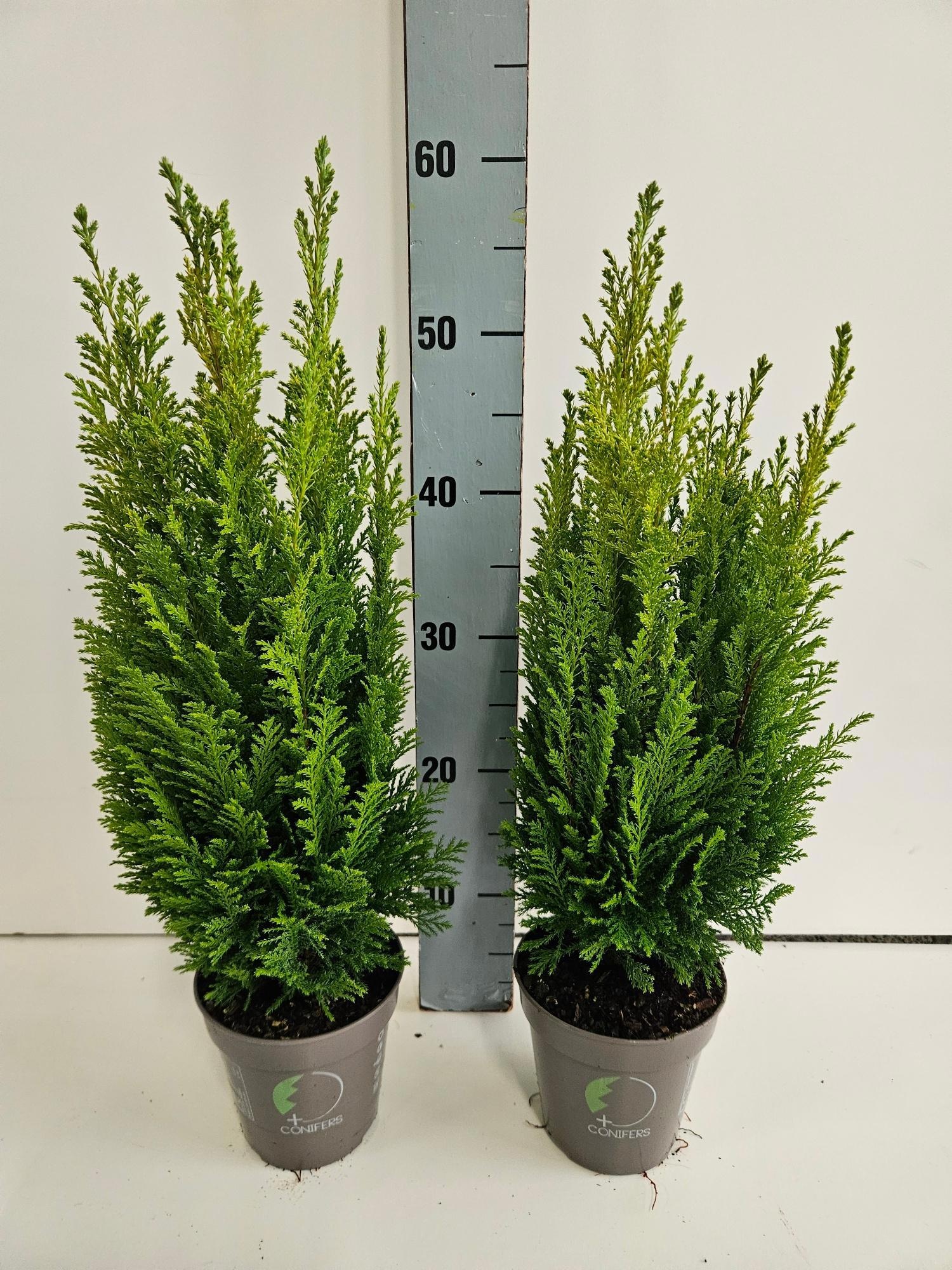 Chamaecyparis lawsoniana 'Empire', D 13