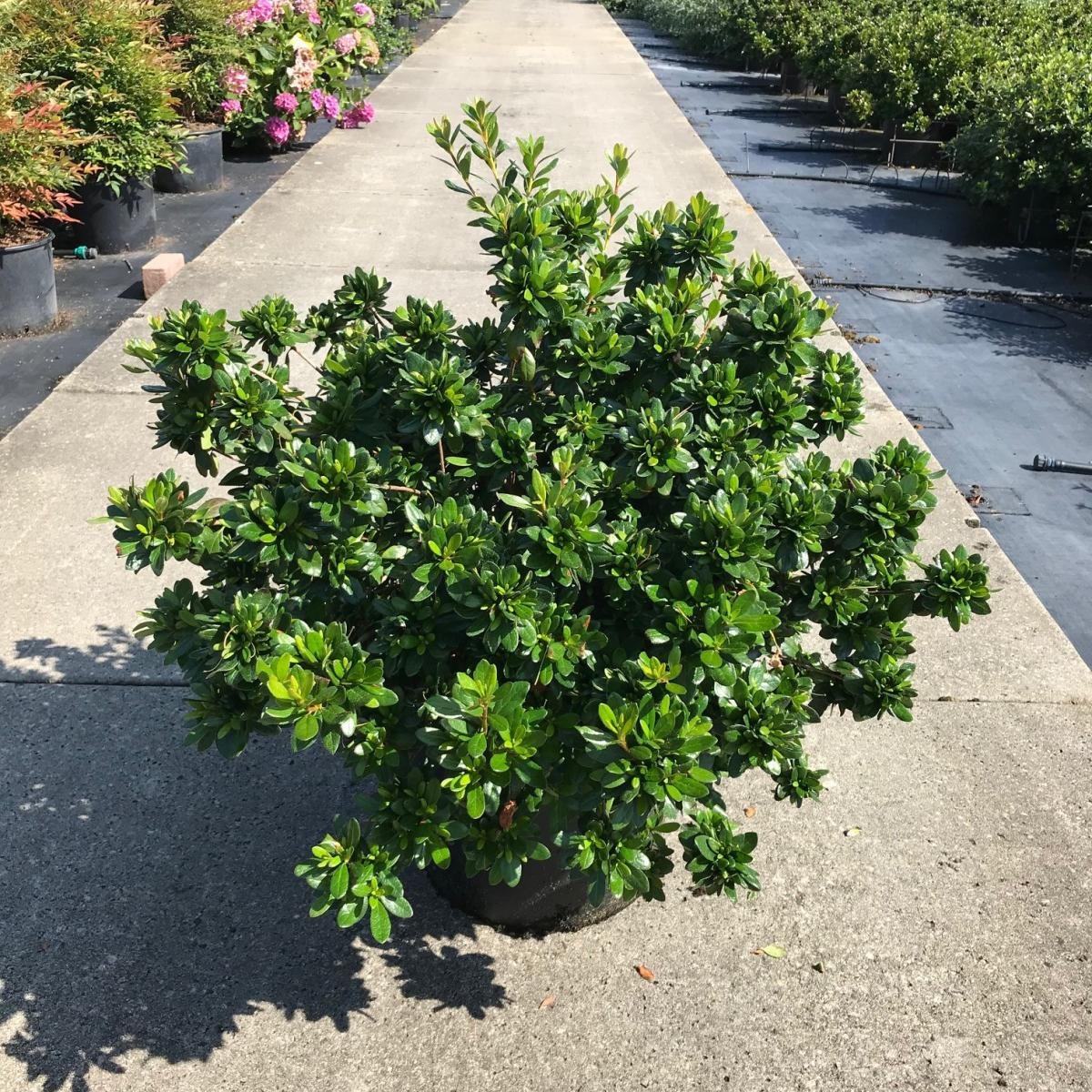 Rhododendron (AJ) 'Aladdin Scout', breed, D 40