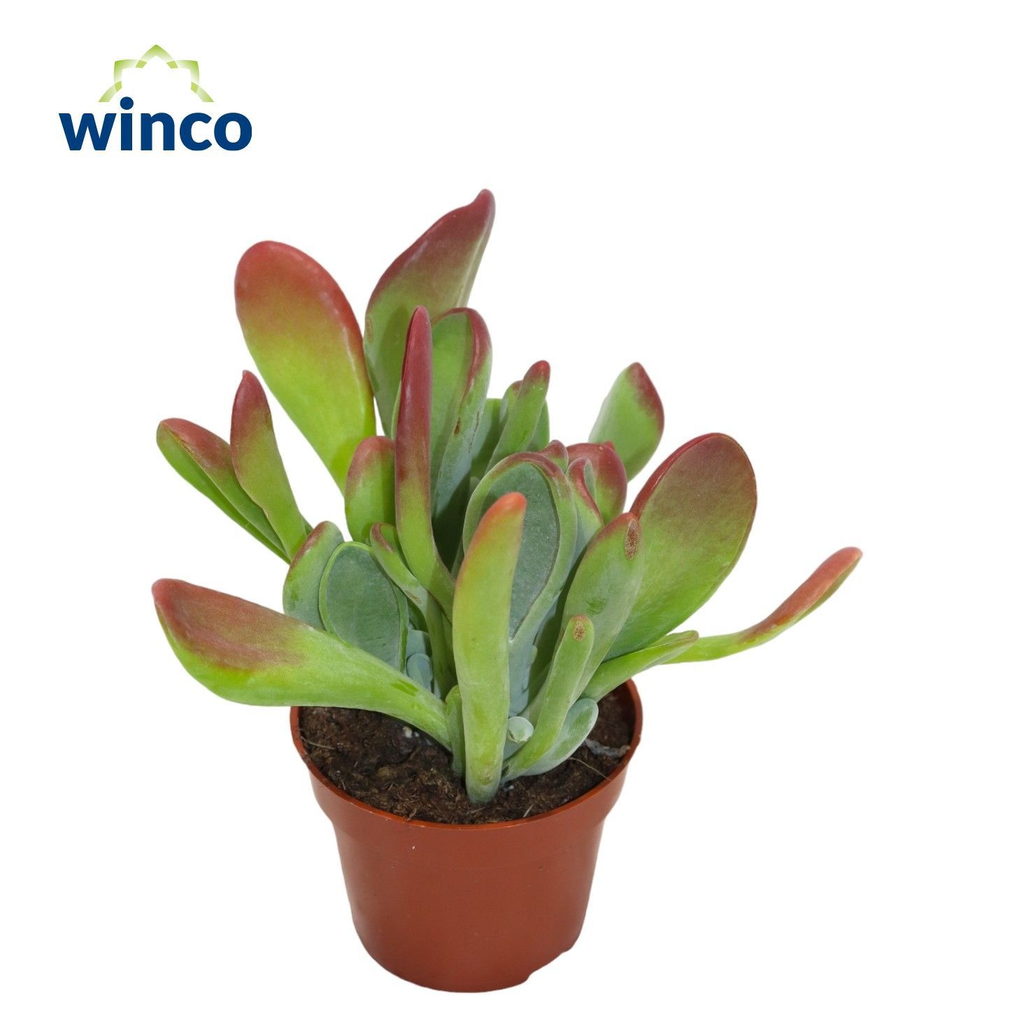 Kalanchoe Oricula (red), D 8,5