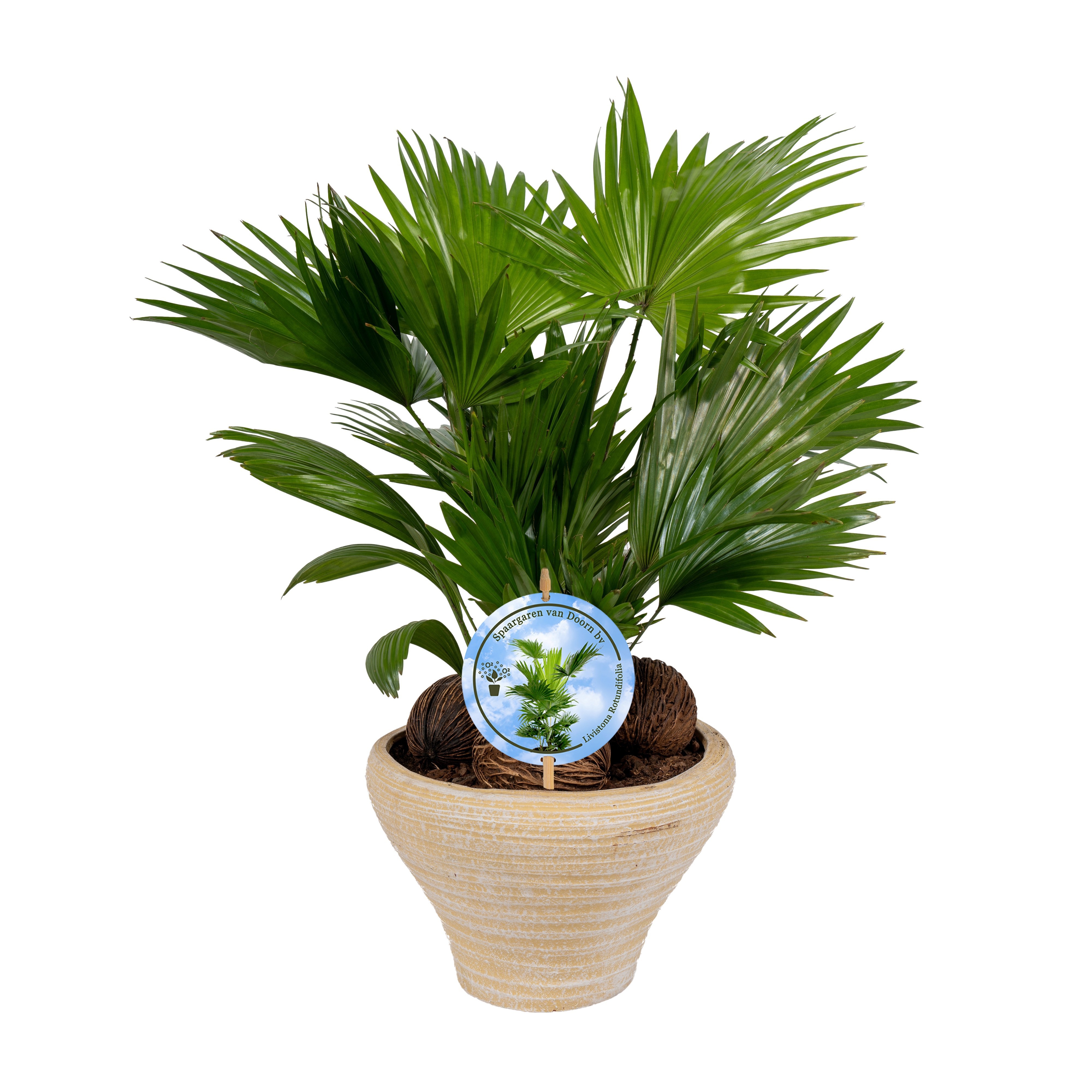 Livistona nr 6 hoedje creme Lucht Zuiverend Aspd, D 26