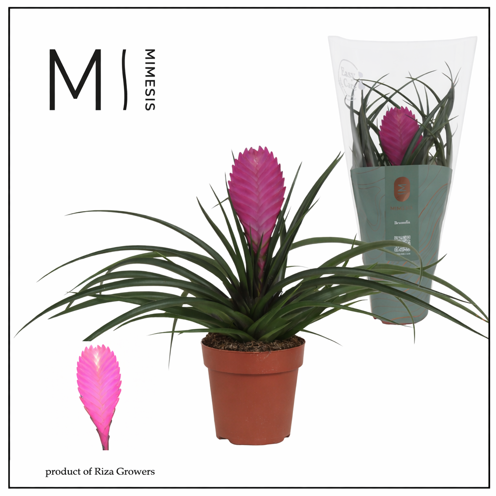 Tillandsia Vincent - 12cm | Mimesis, D 12
