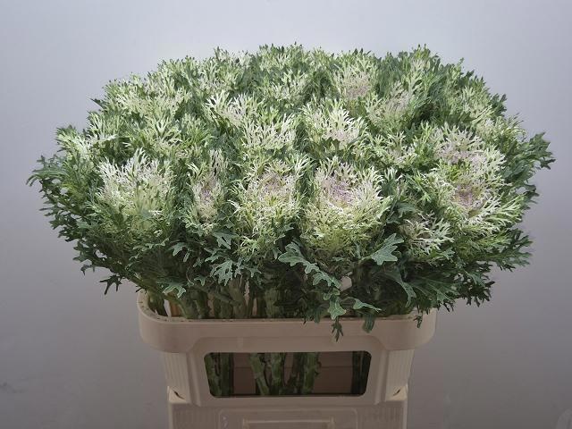 Брассика Крэйн Кинг 80, шт.