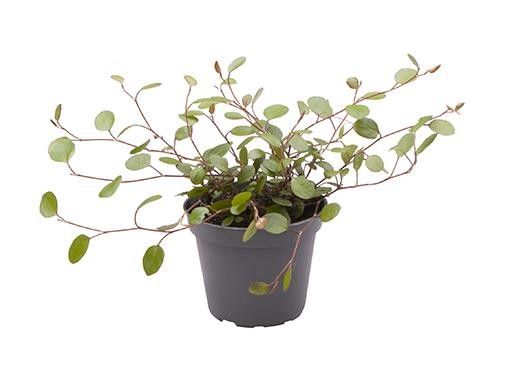 MUEHLENBECKIA COMPLEXA 6564, D 6