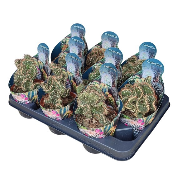 OPUNTIA FULGIDA CRESTATA - POT Ø 10,5 - COLLECTION WITH POTCOVER (CACTUS), D 10,5