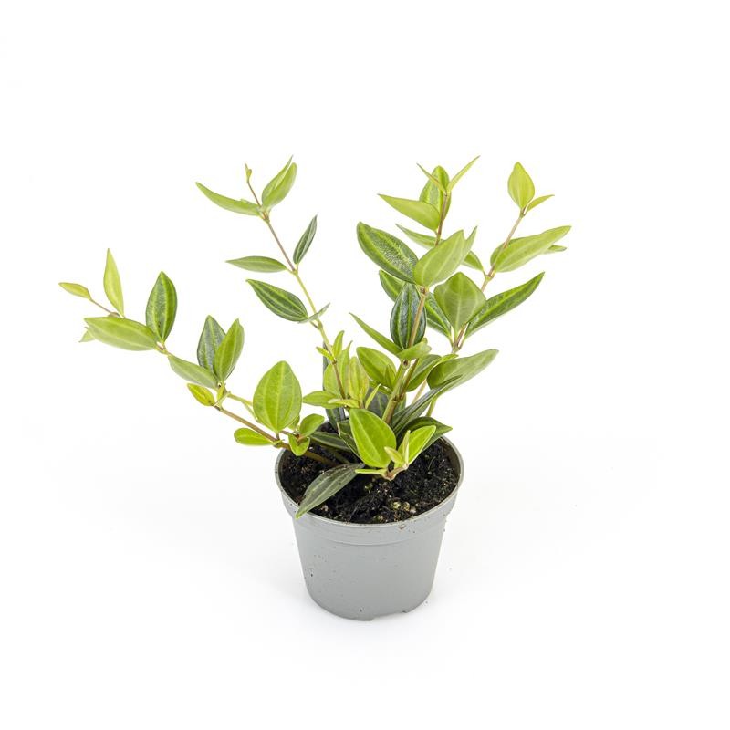 PEPEROMIA ROTUNDIFOLIA 'Stripe', D 6