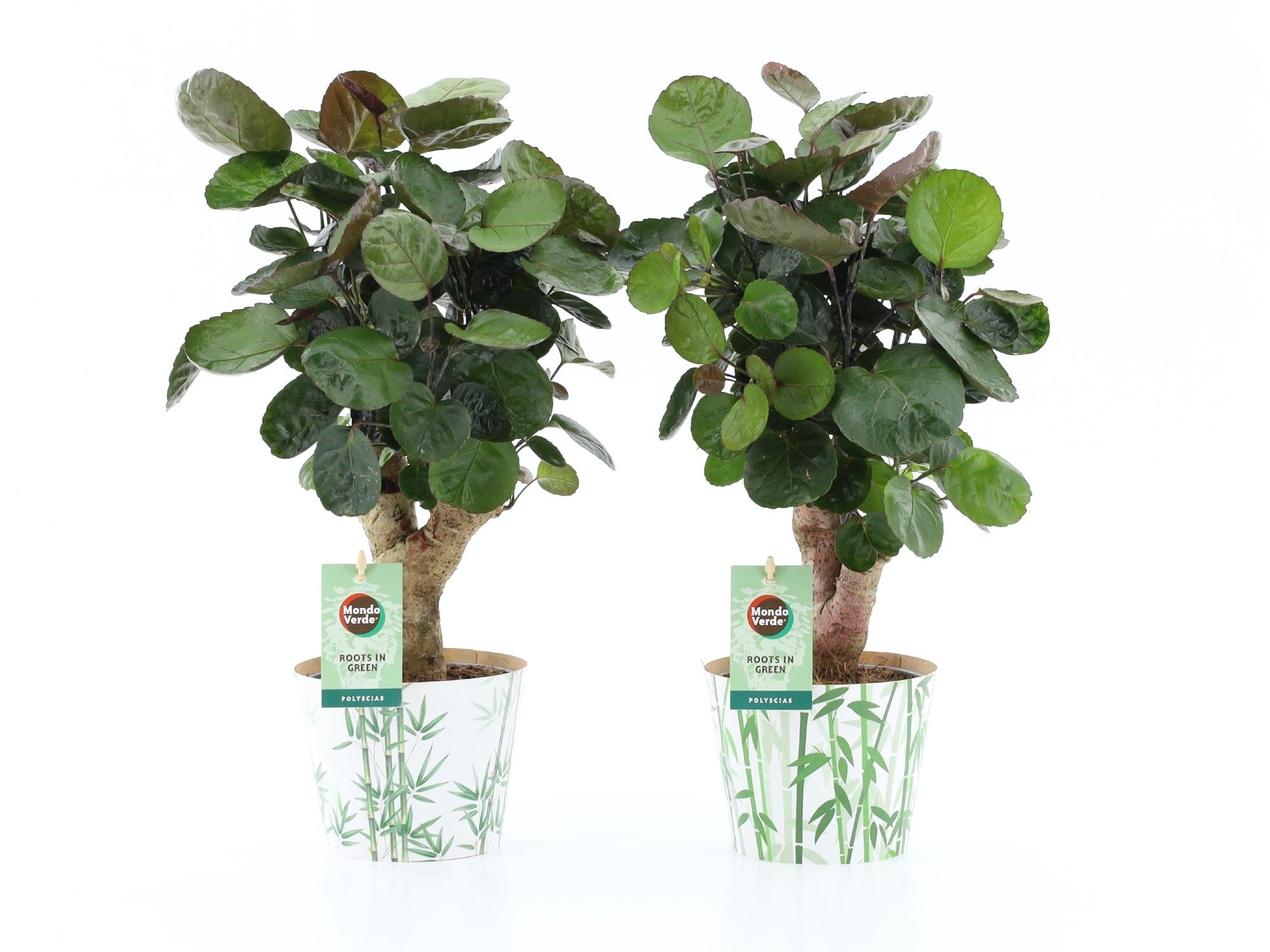 Polyscias Fabian in Potcover Bamboo, D 12