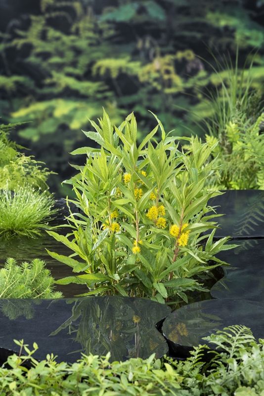 Lysimachia thyrsiflora, D 9