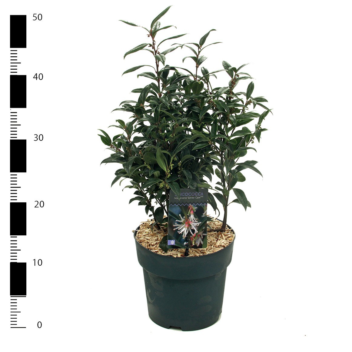 Sarcococca 'Winter Gem', D 23