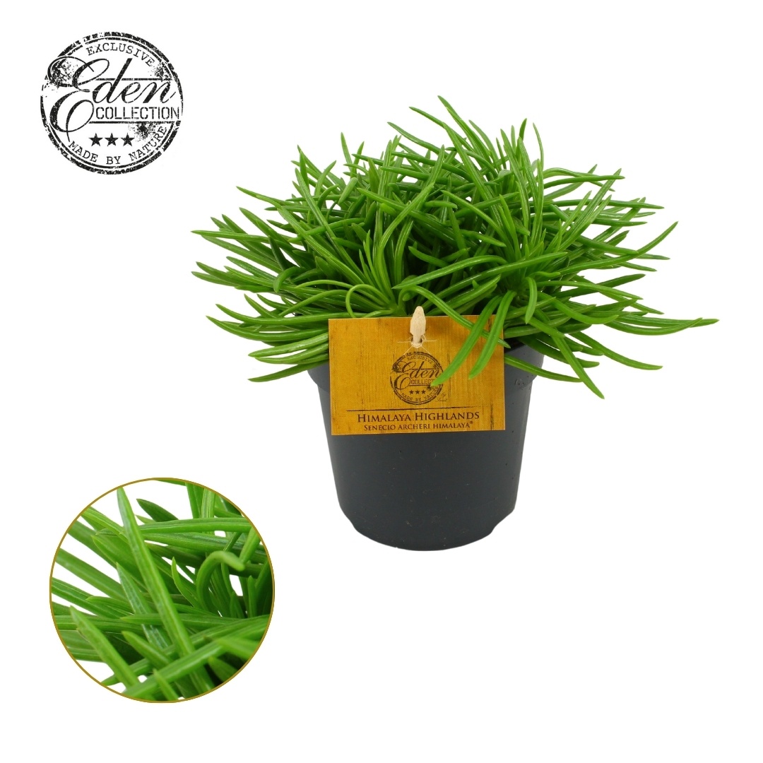 Senecio Himalaya 10,5cm, D 10,5