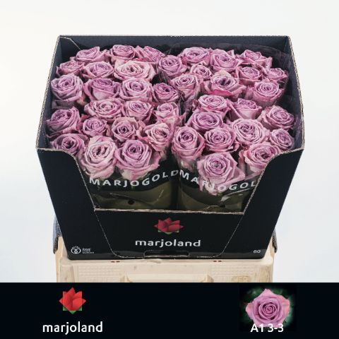 Роза од. Наели! 60, шт.