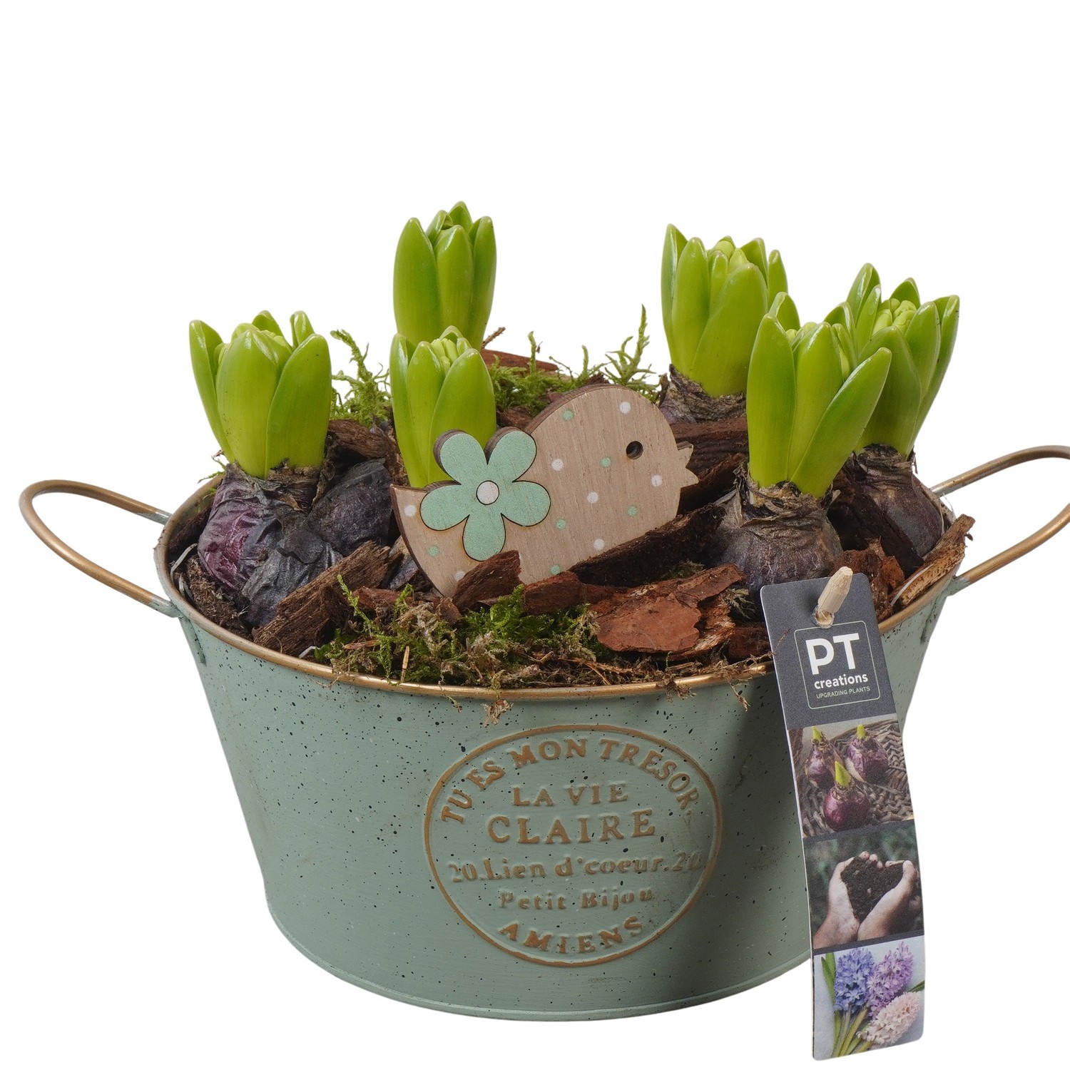PTHC9125 Arrangement Hyacints in zink pot, D 20