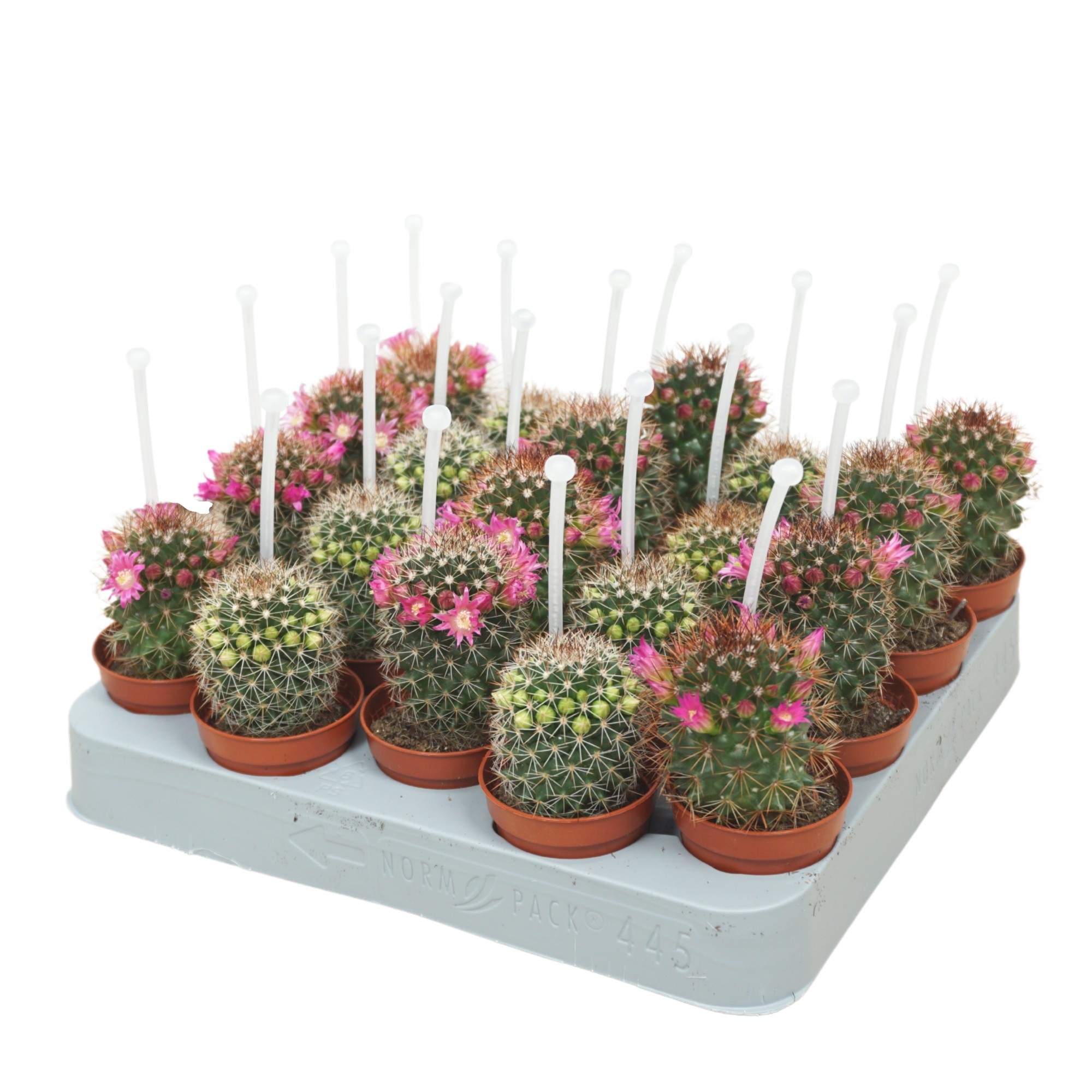 Cactus mammillaria mix 5,5 cm bloeiend met picker, D 5,5