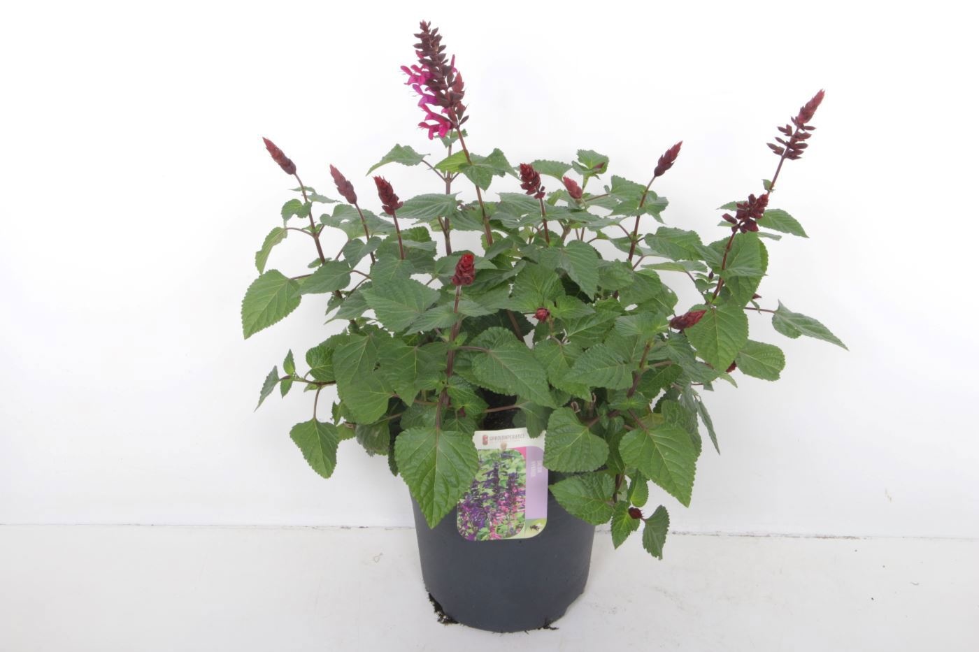 Salvia Salgoon Lake Flamingo, D 27