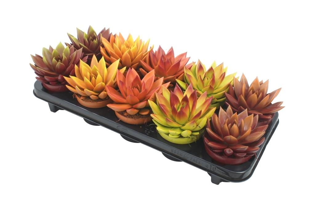 Miranda bicoloured autumn mix, D 10,5 cm