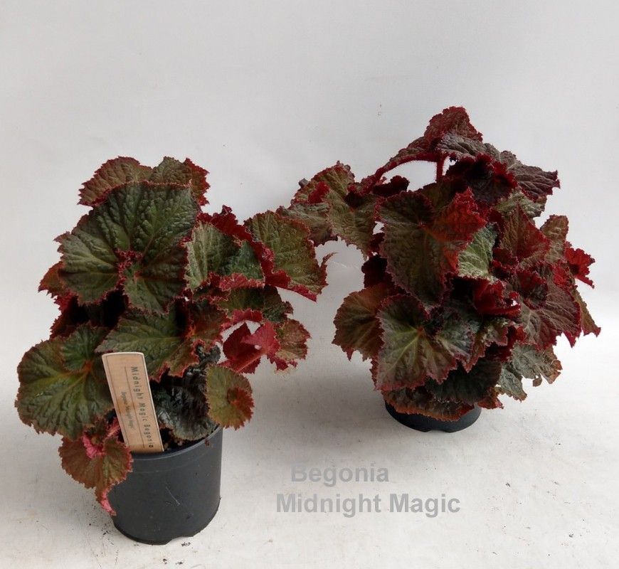 Begonia Midnight Magic 14cm, D 14