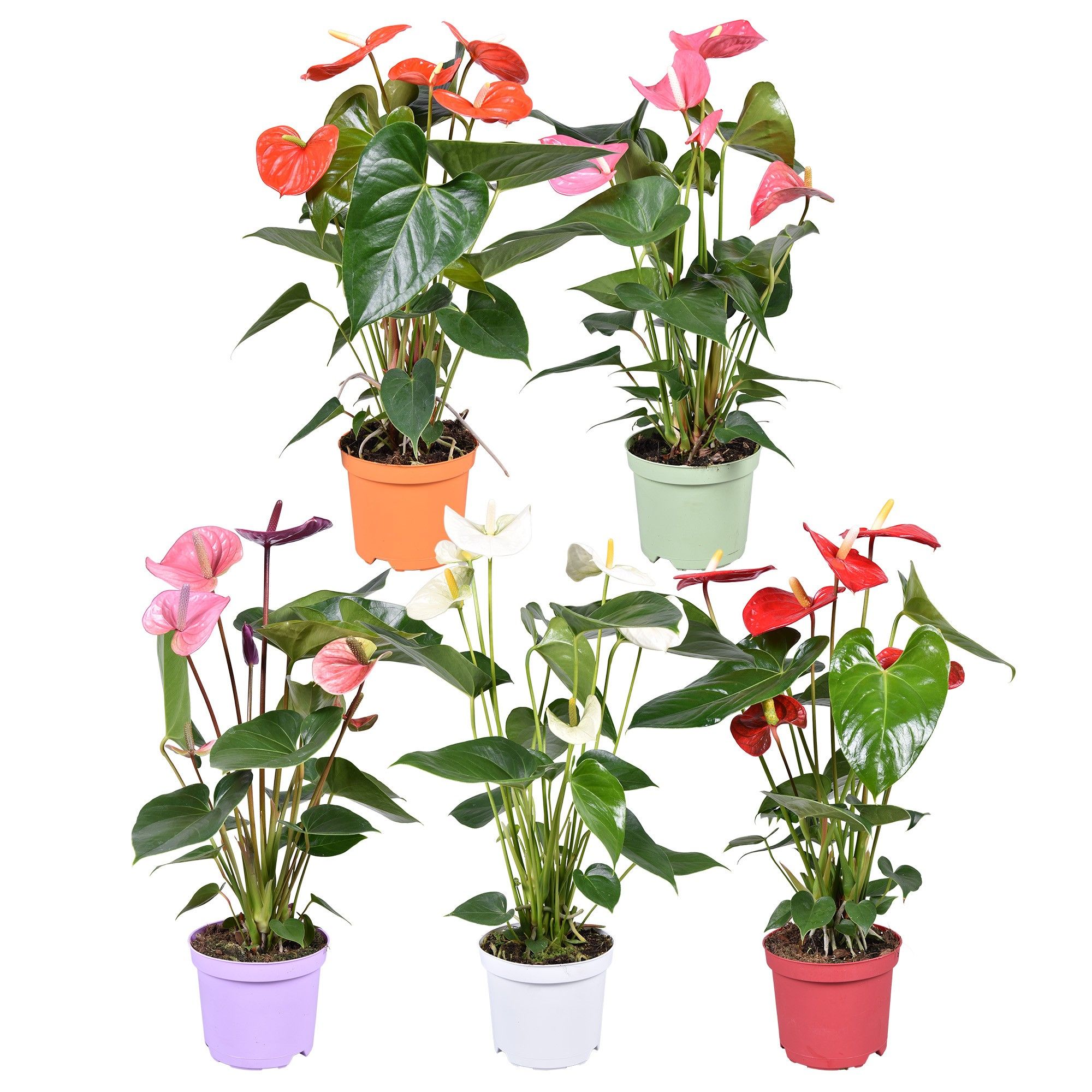 Anthurium ''Just perfection®'' XL-Flowers mix, D 14