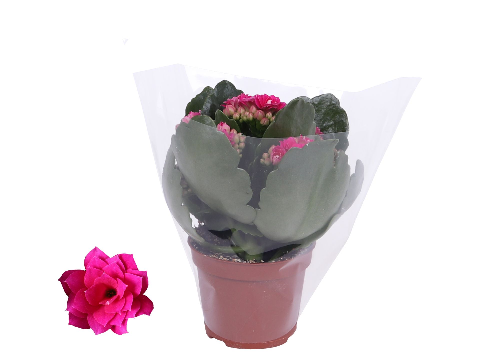 Kalanchoe Rosalina 06cm Don Victorio paars, Blanco hoes, D 6