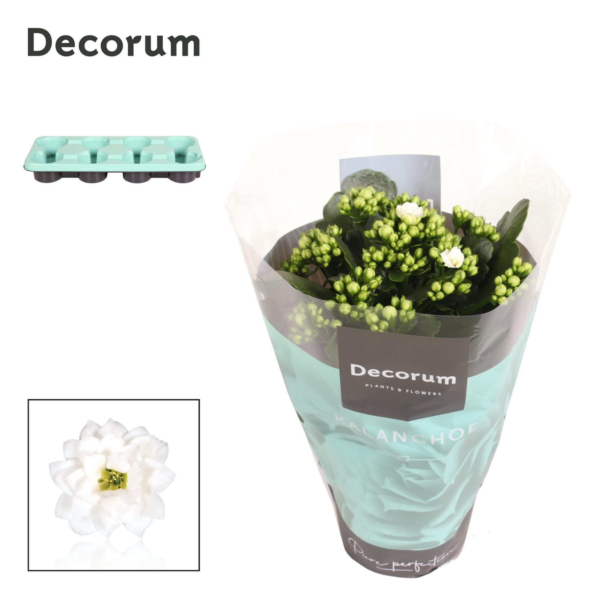 Kalanchoe Decorum - White, D 12