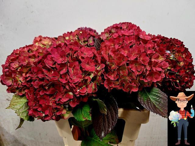 Гортензия Адора Классик 60, шт.