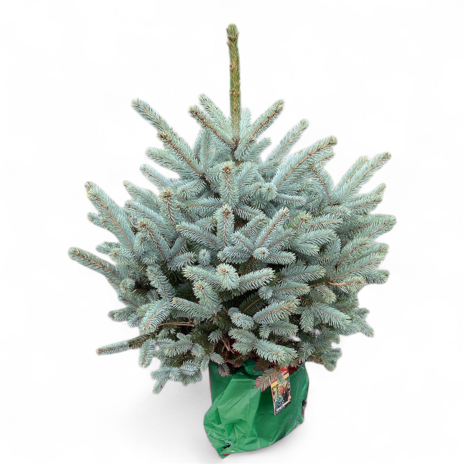 Picea pung. Super Blue 60-80 cm (80-90) c7.5/p26 Potgekweekt, D 26 cm