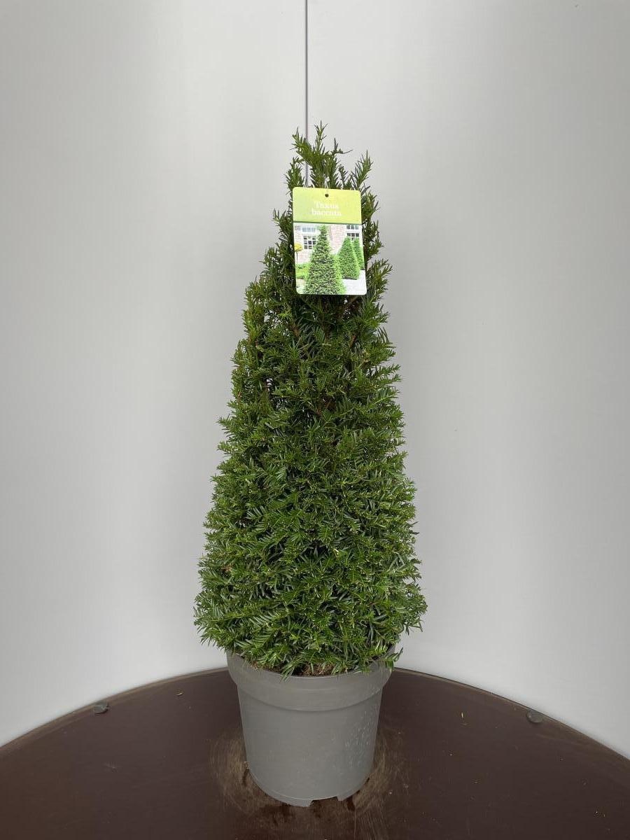 Taxus baccata, kegel, D 29