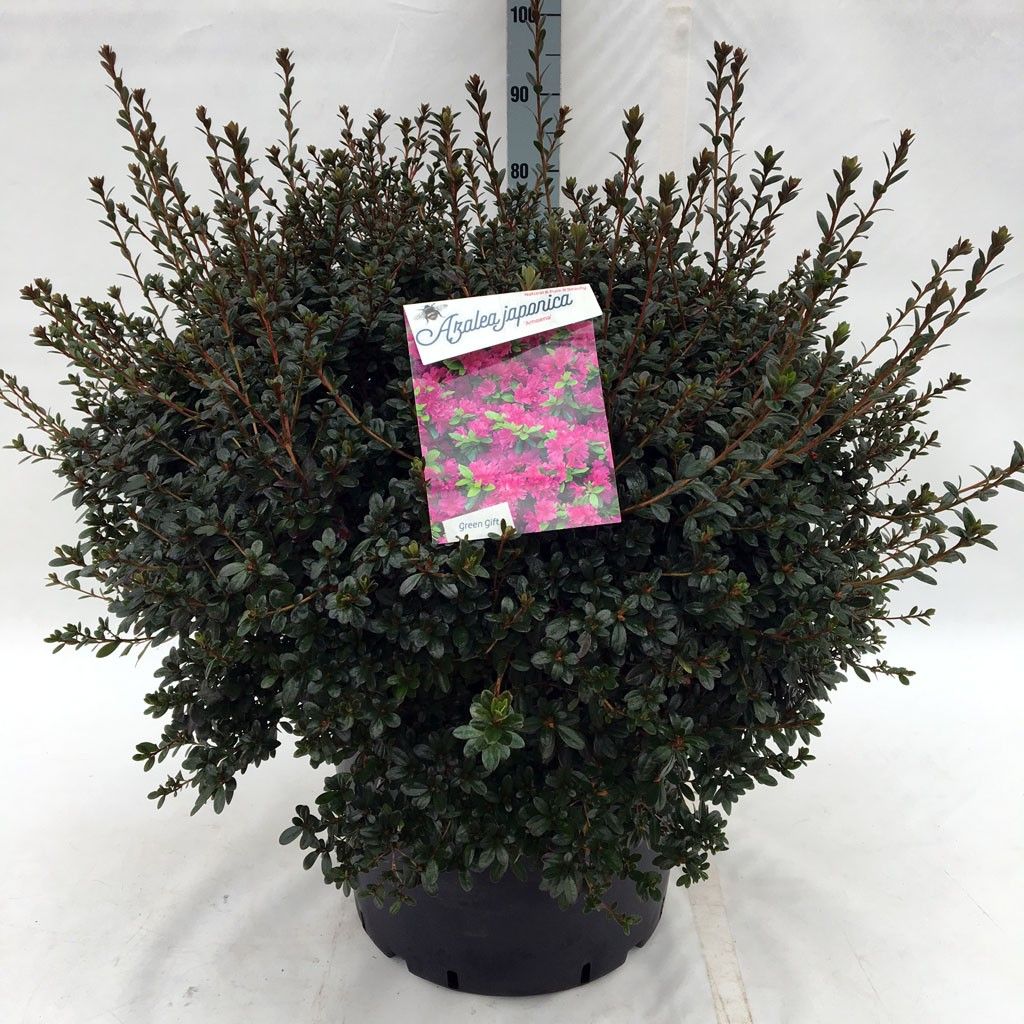 Rhodo. (AJ) 'Amoena' purple, D 45