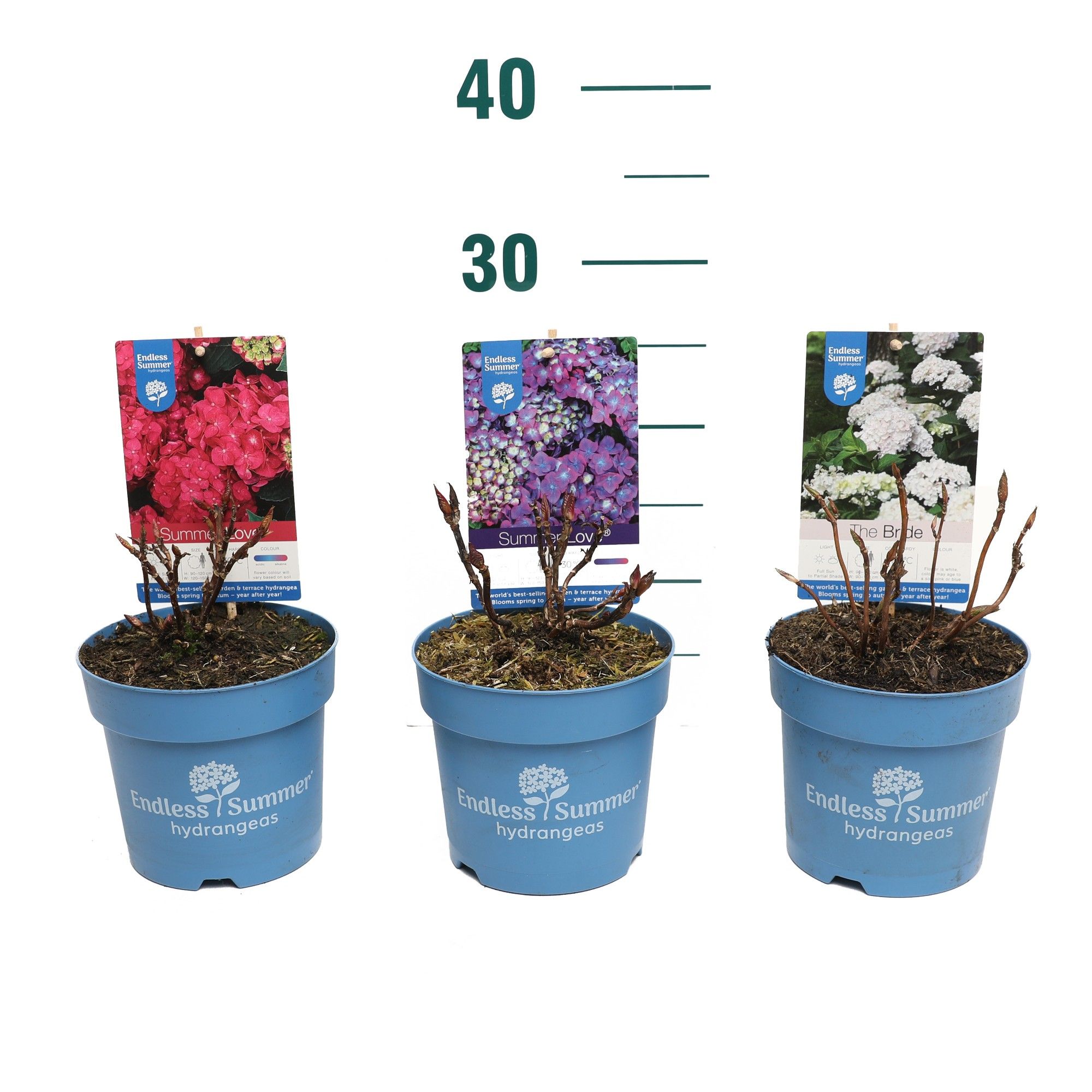 Hydrangea 'Endless Summer Mix' - P14, D 14