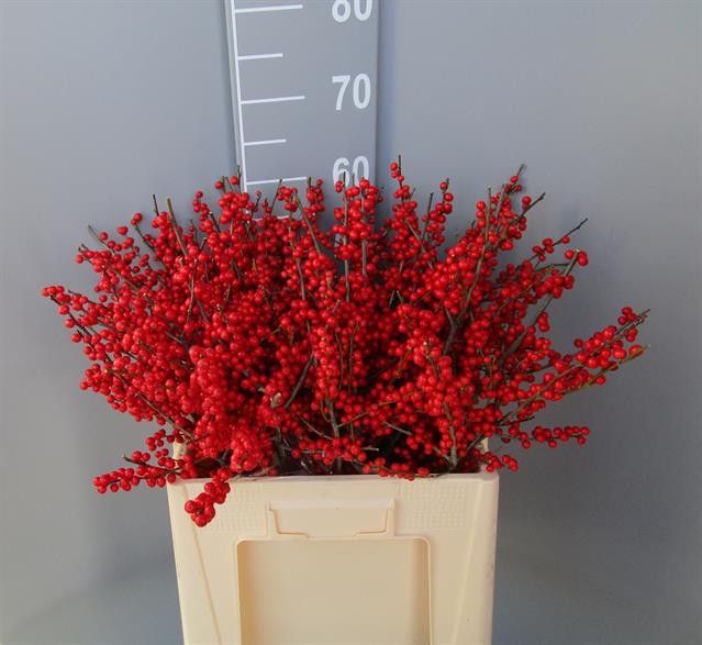 Илекс Красные ягоды 60, шт.