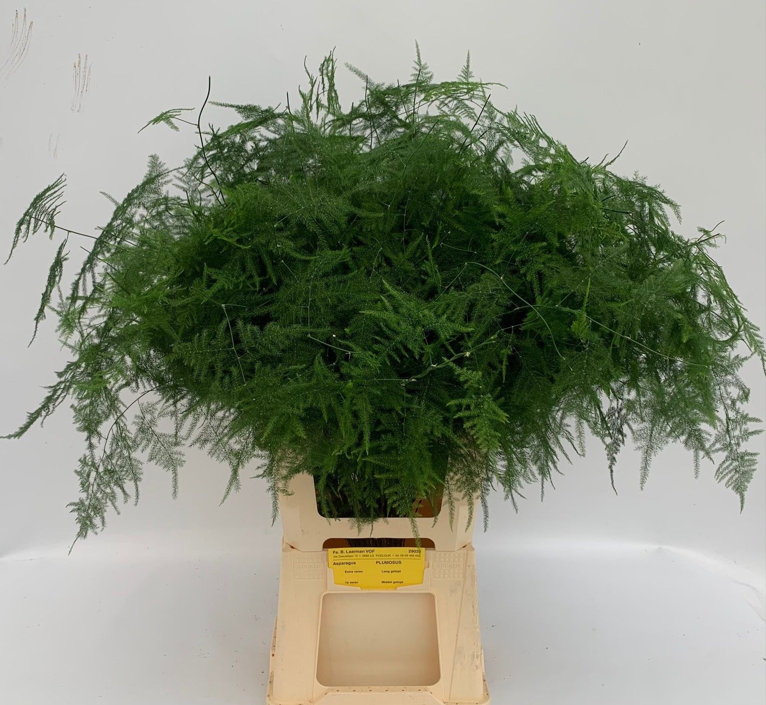 Аспарагус Сетацеус 85, шт.