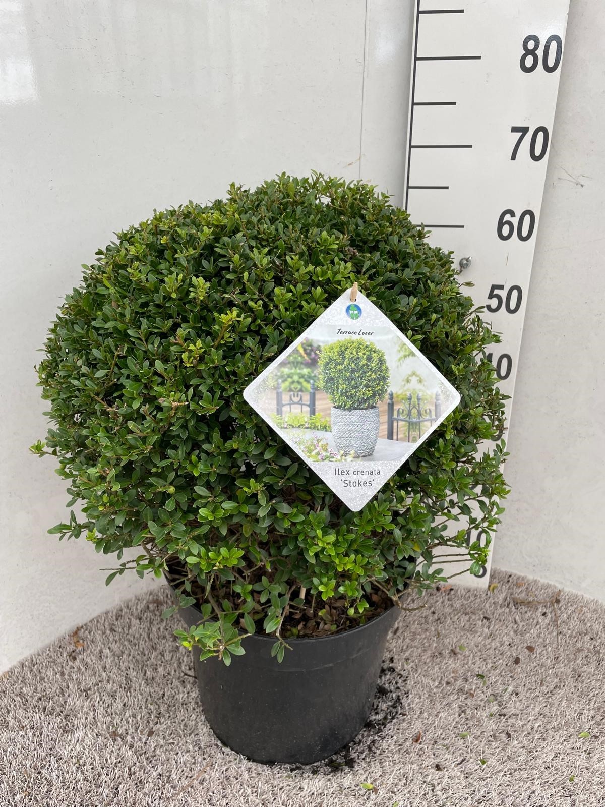 Ilex crenata Stokes 50 cm bol P32, D 32 cm