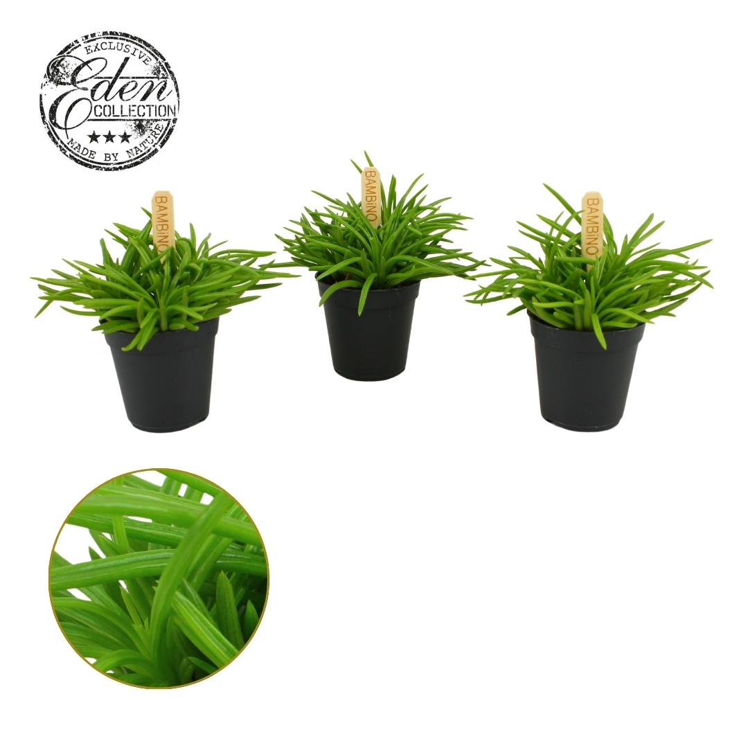 Senecio Himalaya 5,5cm, D 5,5 cm