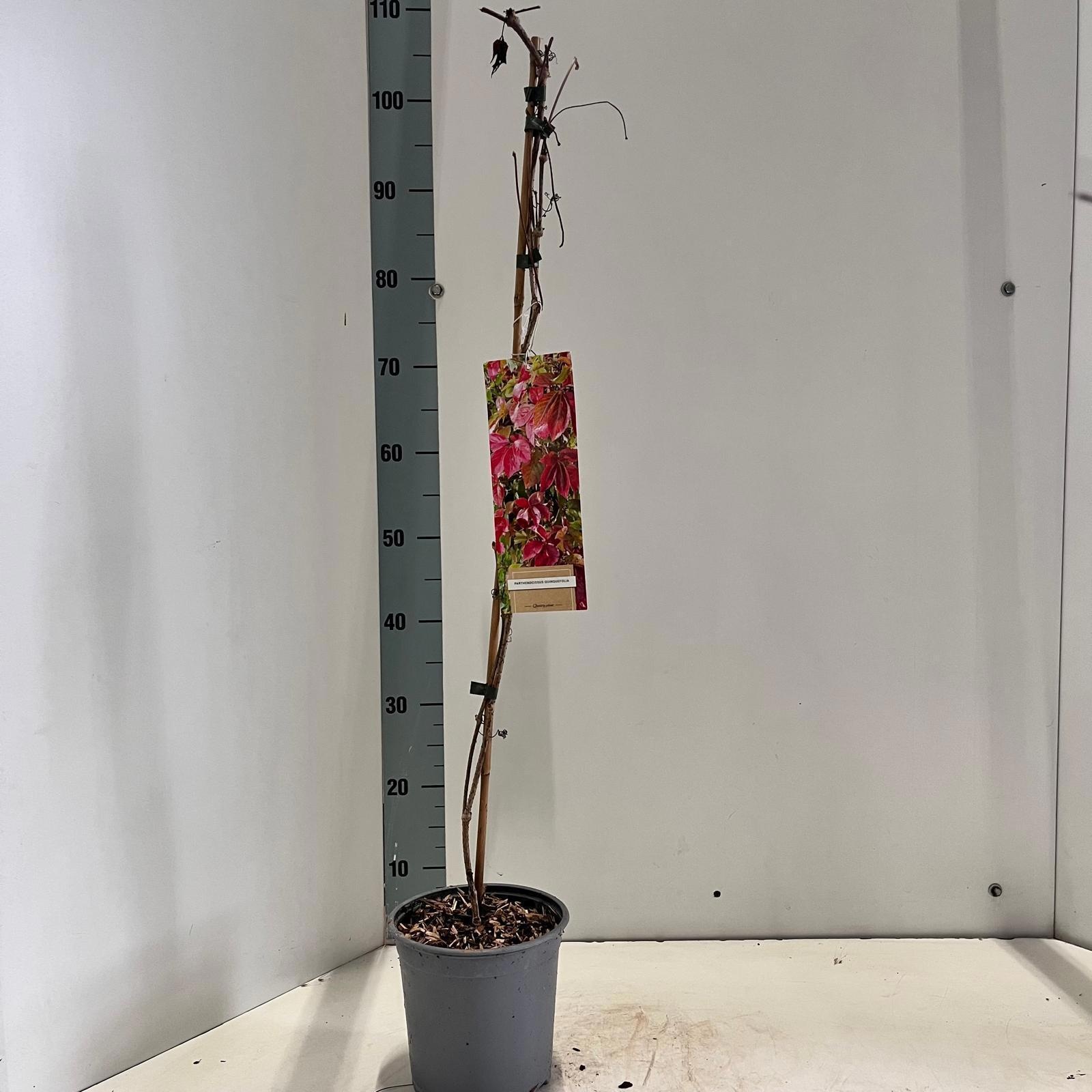 Parthenocissus quinquefolia - gestokt, D 17