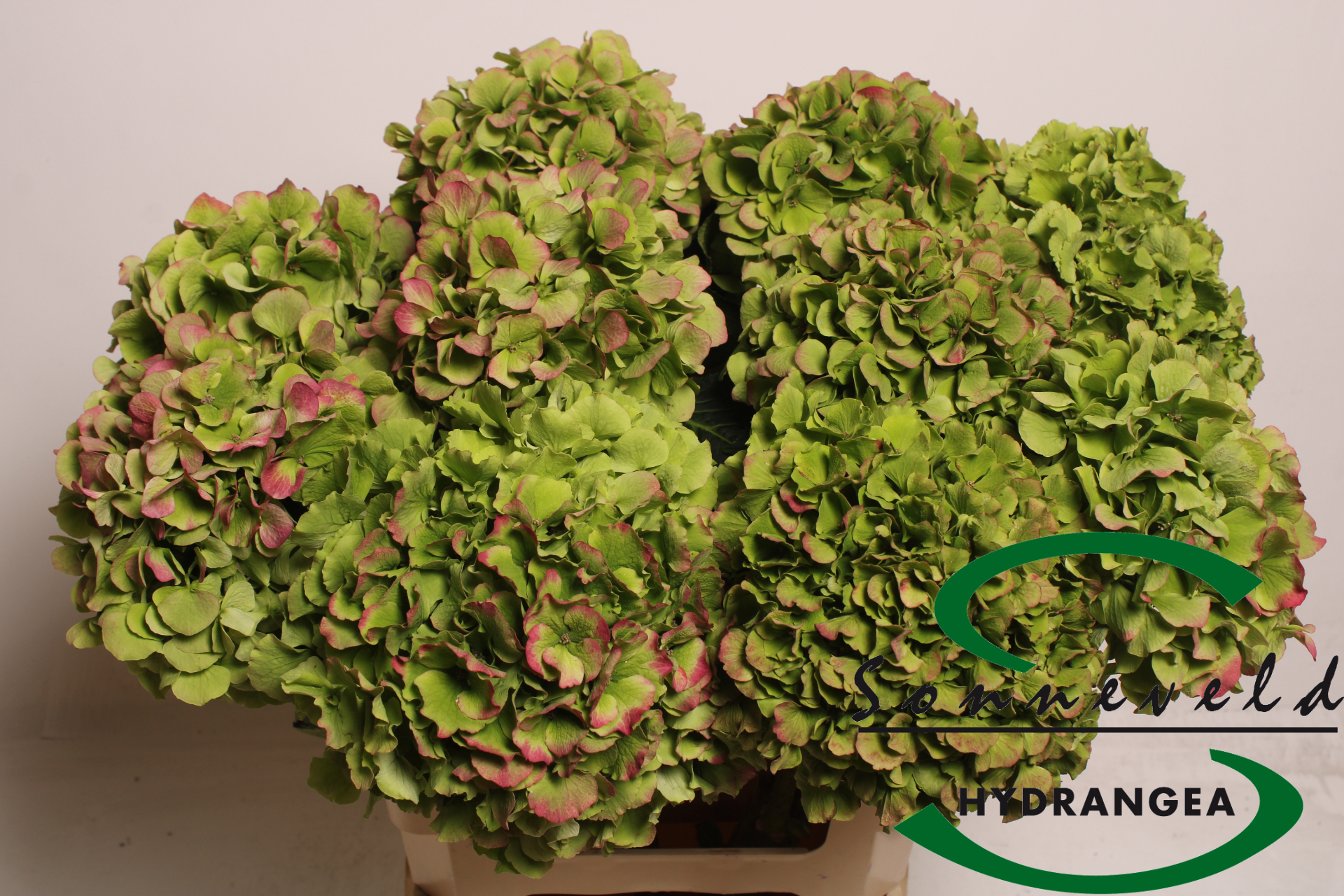 Гортензия Верена Классик 60 (зелено-красн.), шт.