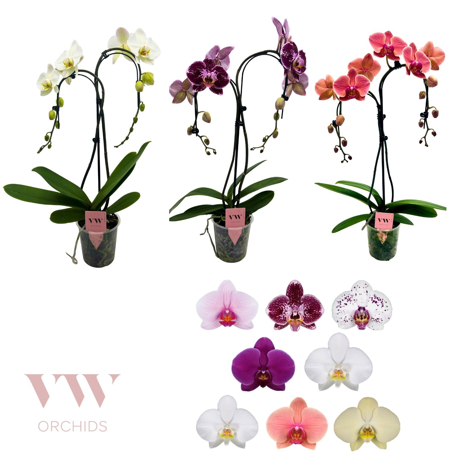 Phalaenopsis Double umbrella gemengd, D 12