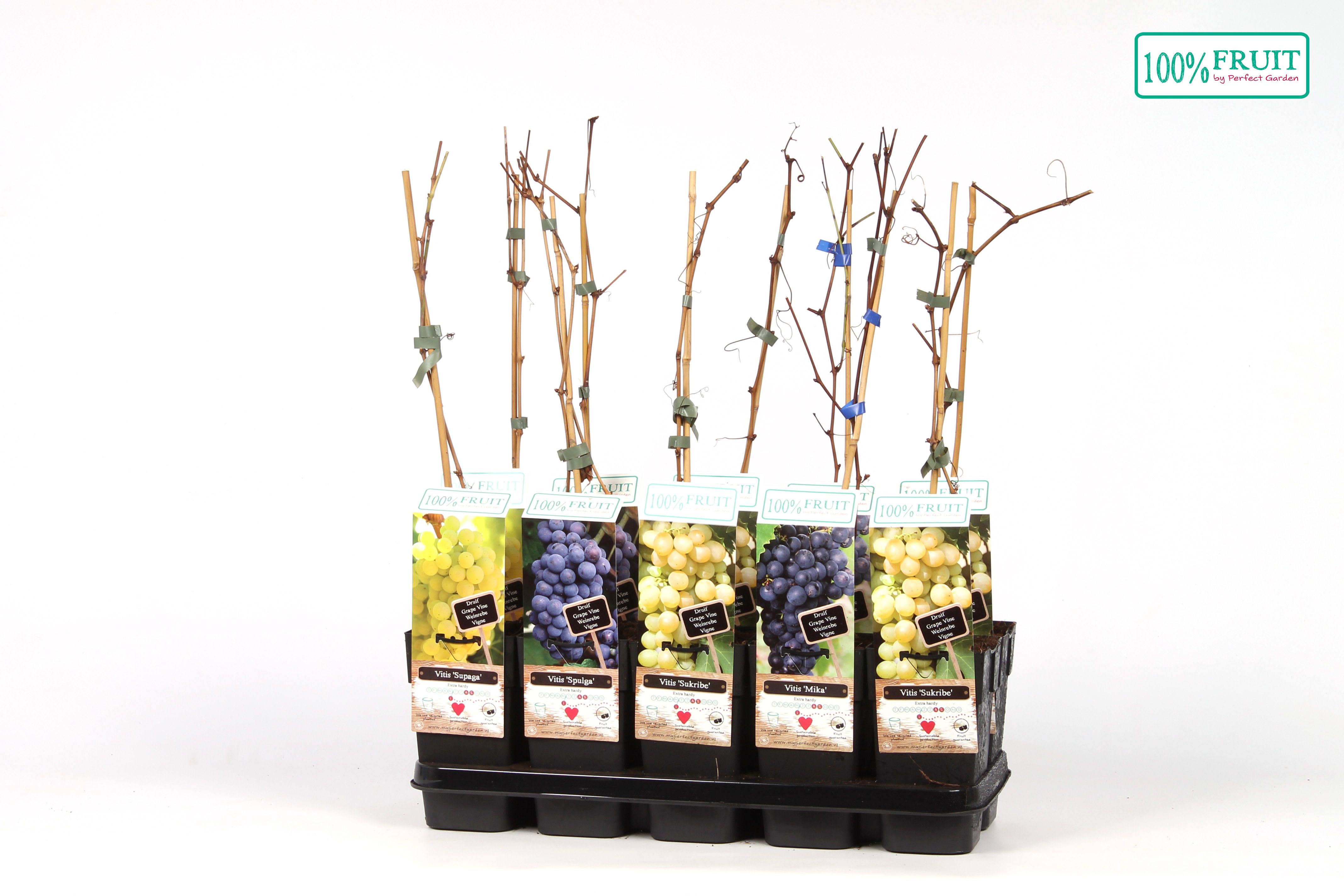 Vitis mix laag winterhard P15, D 15