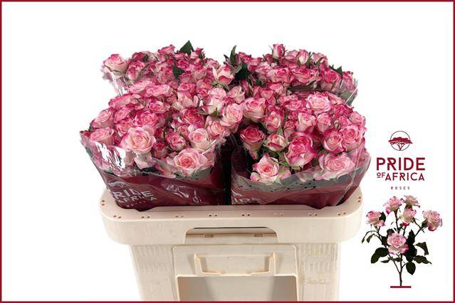 Роза куст. Рефлекс 60, шт. Роза куст. Рефлекс 60, шт.