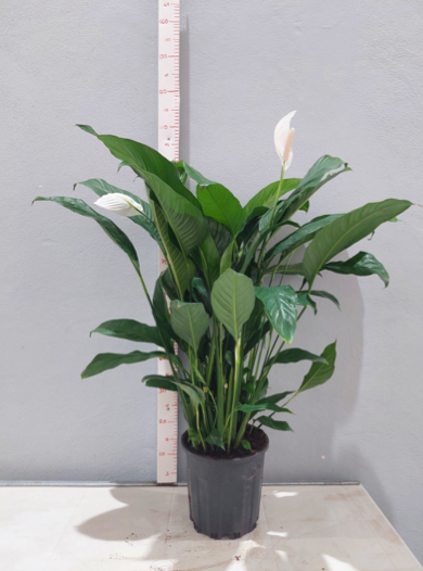 FM : P12 Spathiphyllum, D 12