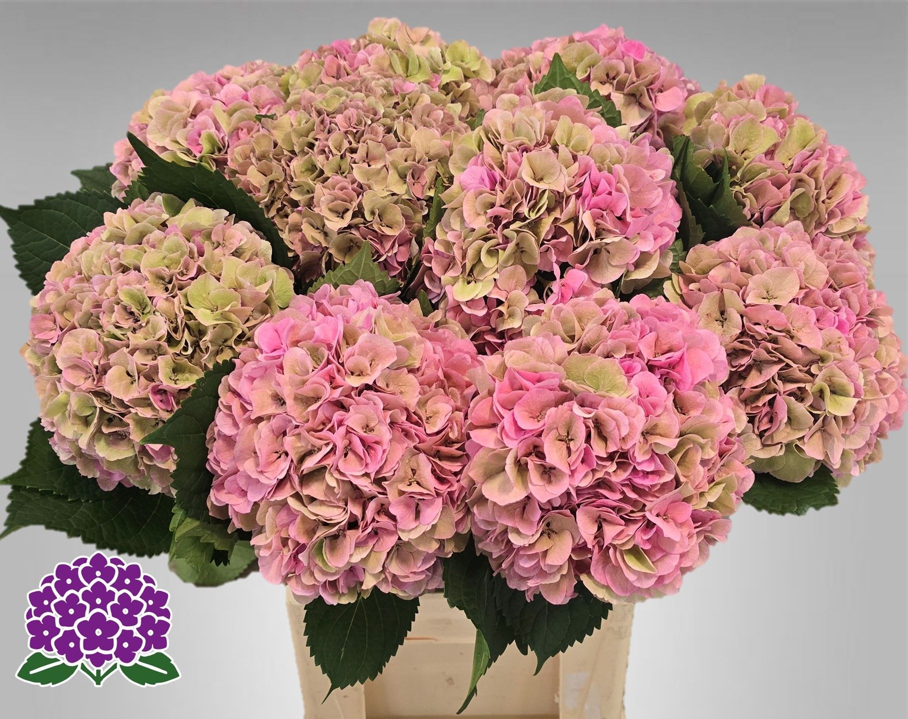 Гортензия Роял Симфони Классик 60, шт.