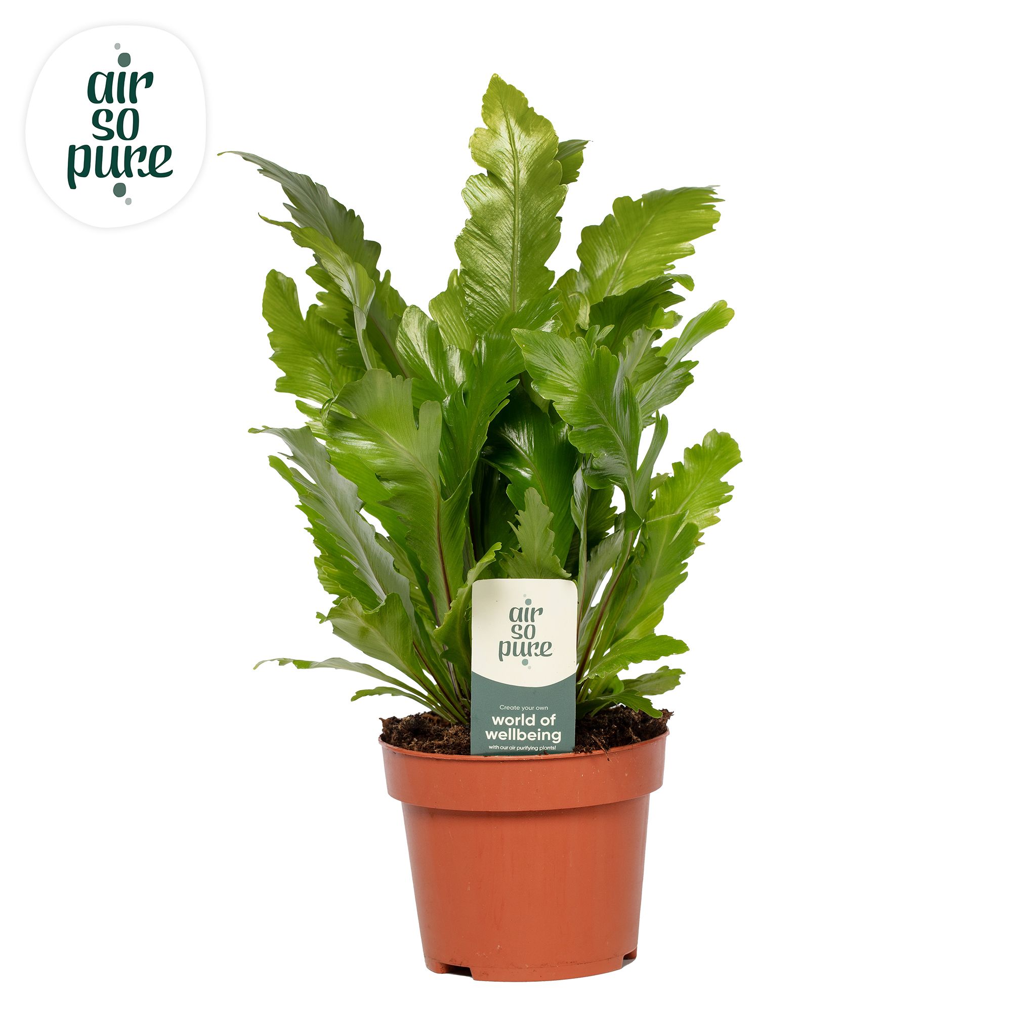 Asplenium Campio - Air So Pure, D 12