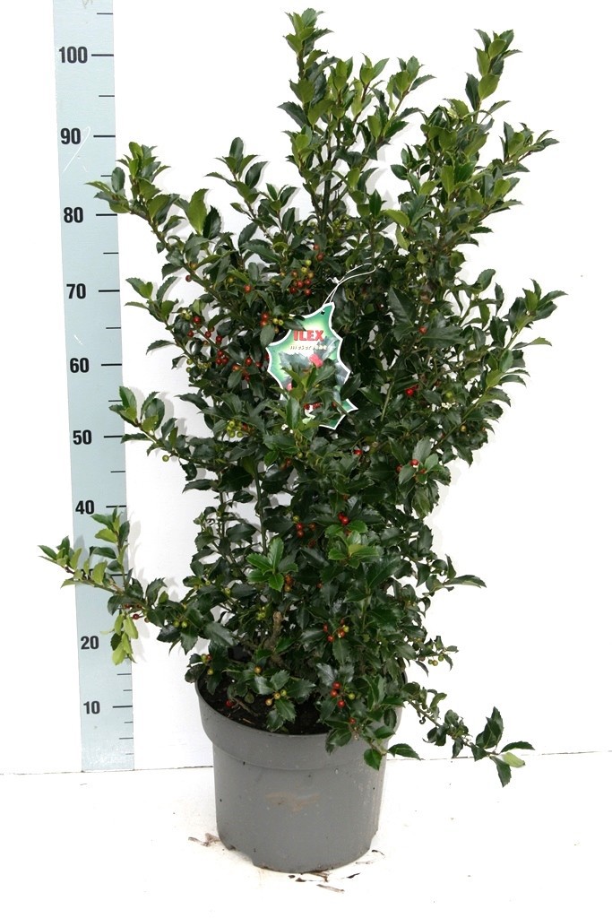 Ilex mes. 'Blue Maid' BES, D 28 cm