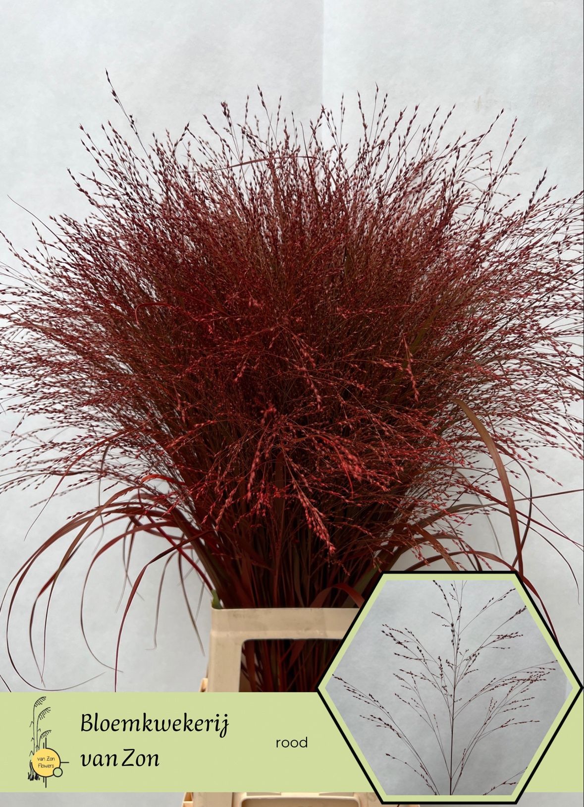 Сирграс Овериг Крашеный (краш. ) 95, шт.