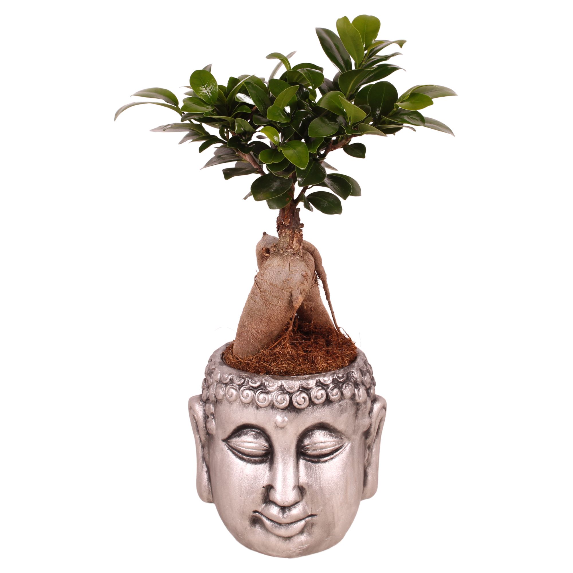 Ficus m. Ginseng pot ø09cm in ø13cm Chinese Silver Buddha, D 13