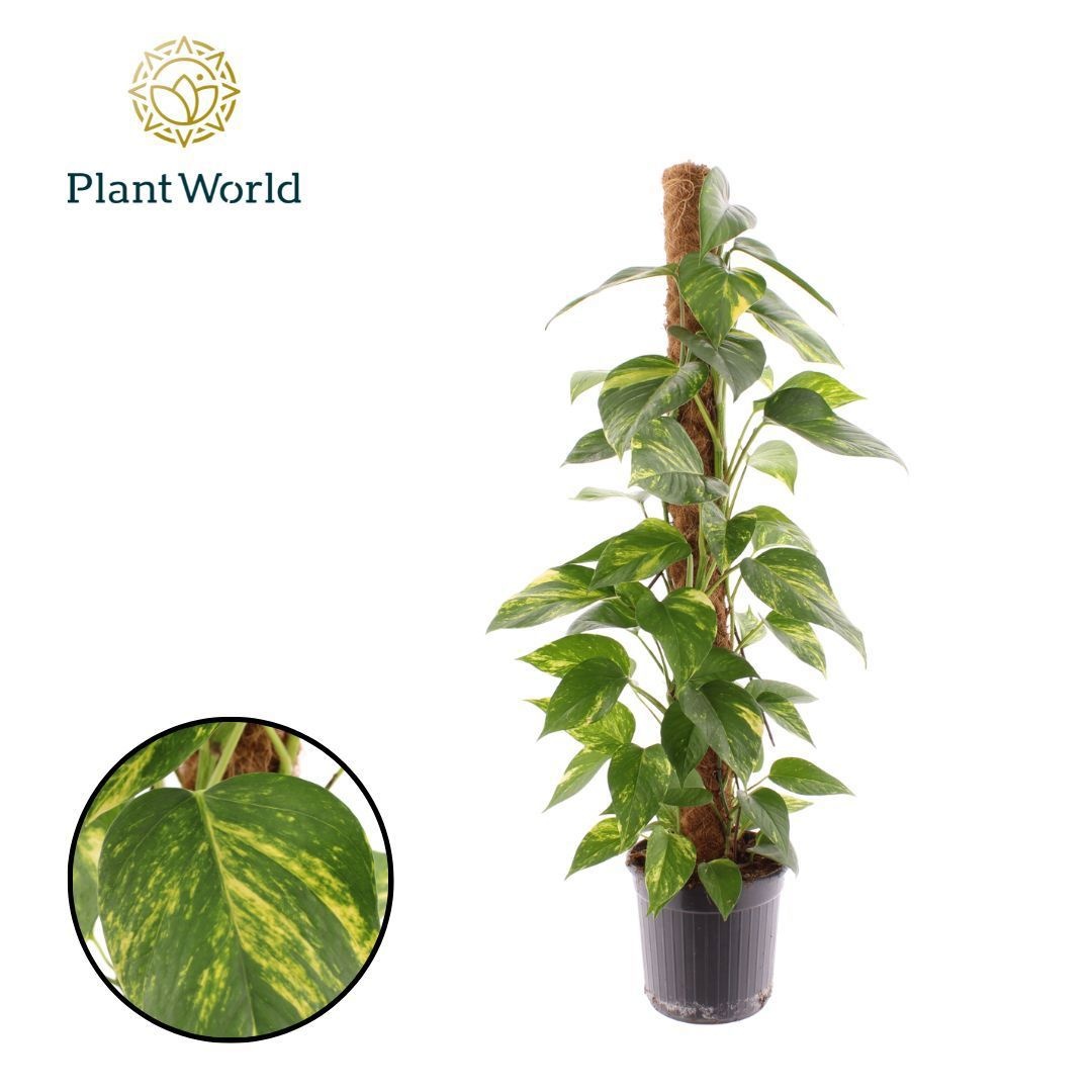 Epipremnum pinnatum Aureum Mosstok 100 cm, D 21