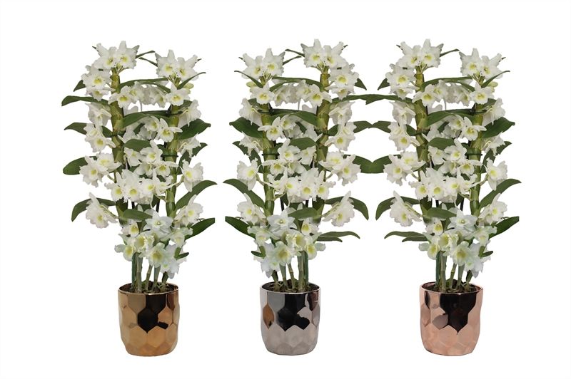 Dolomite p12 Dented luxury mix Dendr Nobile Apollon 2T16+tros regular, D 12 cm