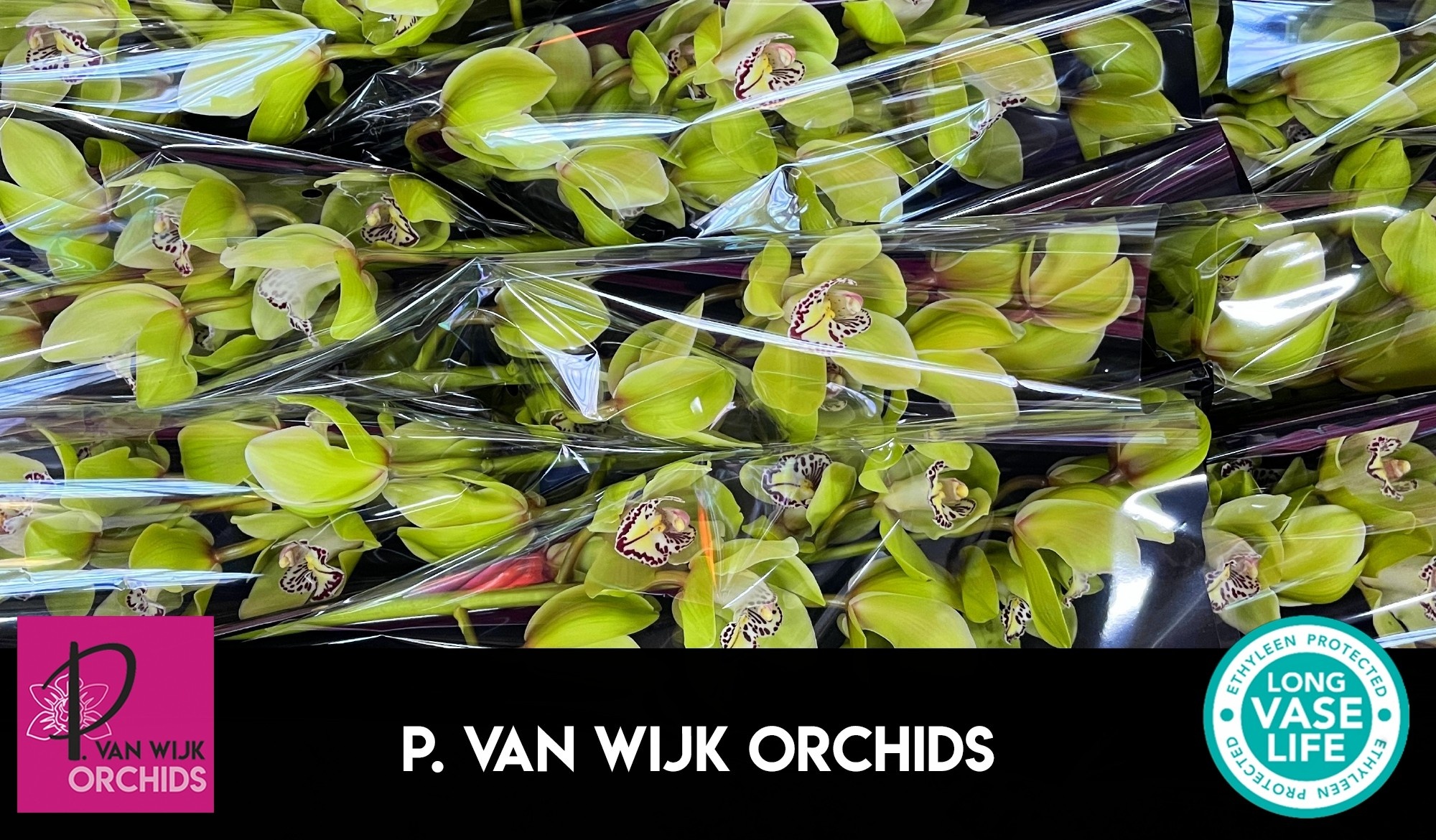 Цимбидиум Мистер Робин Гуд x9 60, шт.