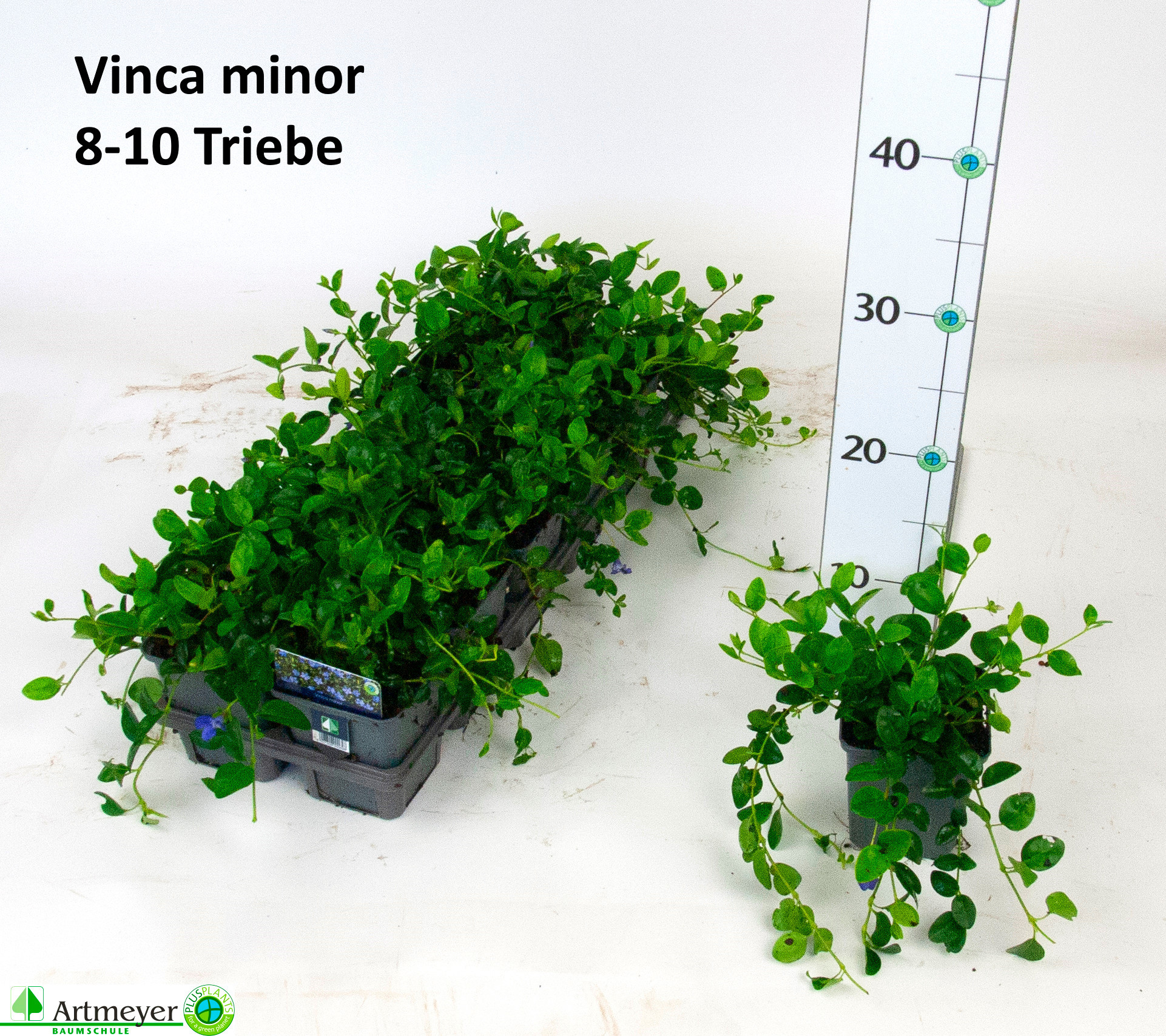Vinca minor P9x9eck, D 9
