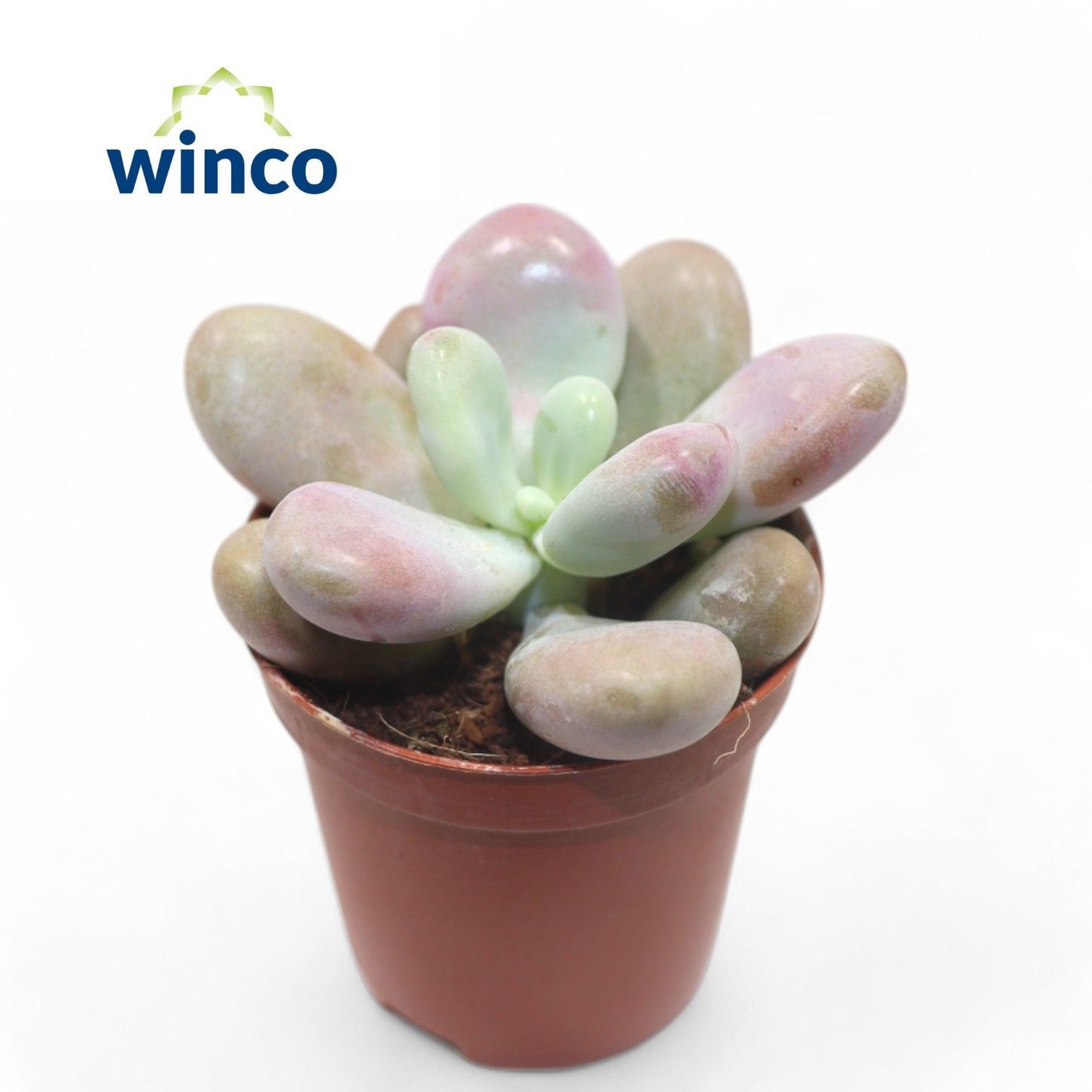 Pachyphytum Cv. Momobijn, D 5,5